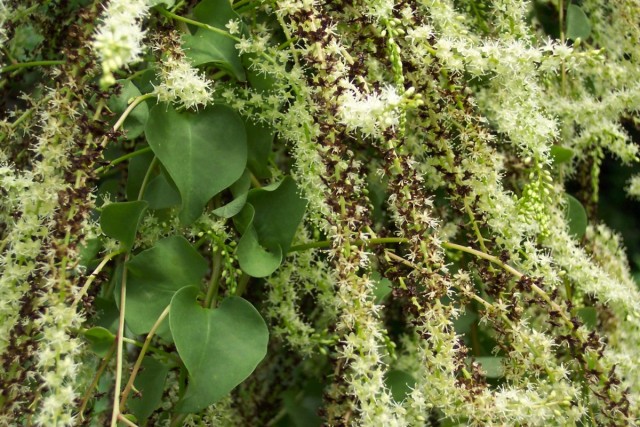 Анредера сердцелистная (Anredera cordifolia) Анредера сердцелистная (Anredera cordifolia)