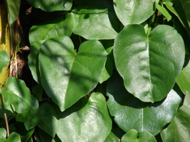 Анредера сердцелистная (Anredera cordifolia) Анредера сердцелистная (Anredera cordifolia)