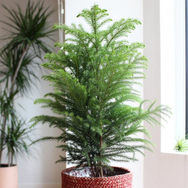 Араукария разнолистная (Araucaria heterophylla) Араукария разнолистная (Araucaria heterophylla)