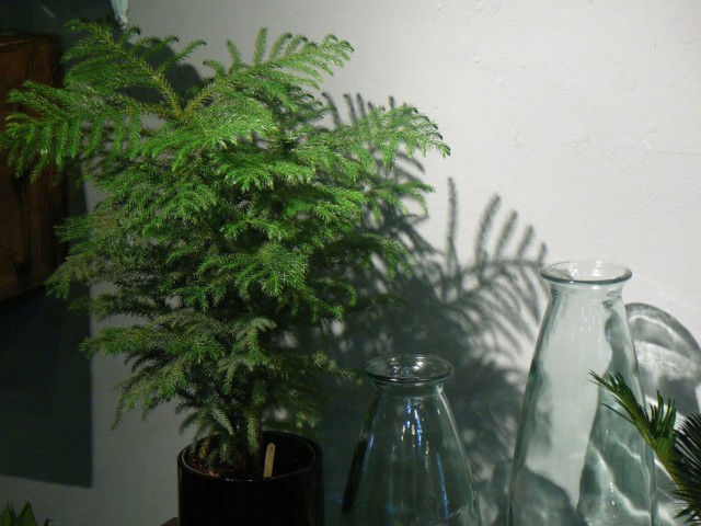 Араукария разнолистная (Araucaria heterophylla) Араукария разнолистная (Araucaria heterophylla)