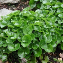 Копытень европейский (Asarum europaeum) Копытень европейский (Asarum europaeum)