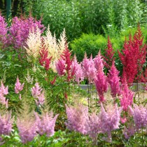 Астильба (Astilbe) Астильба (Astilbe)