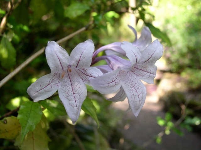 Азистазия прекрасная (Asystasia bella)