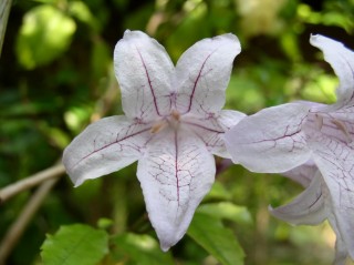 Азистазия прекрасная (Asystasia bella)