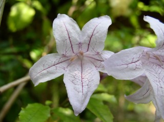 Азистазия прекрасная (Asystasia bella) Азистазия прекрасная (Asystasia bella)