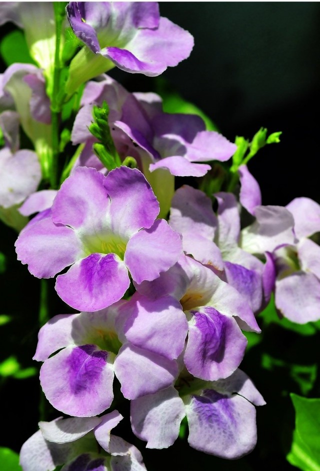 Азистазия ганская (Asystasia gangetica) Азистазия ганская (Asystasia gangetica)