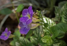 Азистазия ганская (Asystasia gangetica)