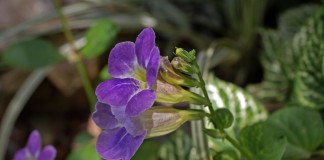 Азистазия ганская (Asystasia gangetica)