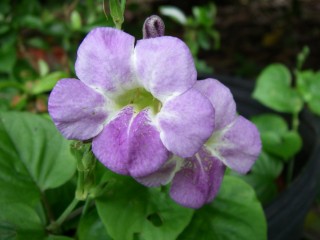 Азистазия ганская (Asystasia gangetica) Азистазия ганская (Asystasia gangetica)