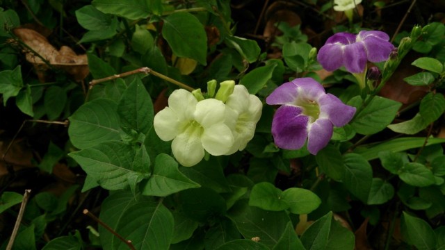 Азистазии прекрасные с белыми и голубыми цветками