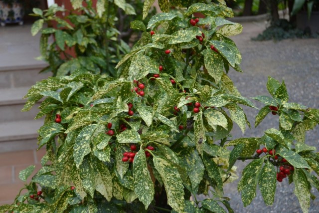 Аукуба японская (Aucuba japonica) Аукуба японская (Aucuba japonica)