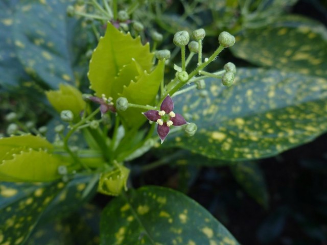 Аукуба японская (Aucuba japonica) Аукуба японская (Aucuba japonica)