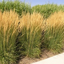 Вейник остроцветковый (Calamagrostis х acutiflora) Вейник остроцветковый (Calamagrostis х acutiflora)