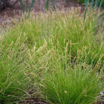 Осока (Carex) Осока (Carex)