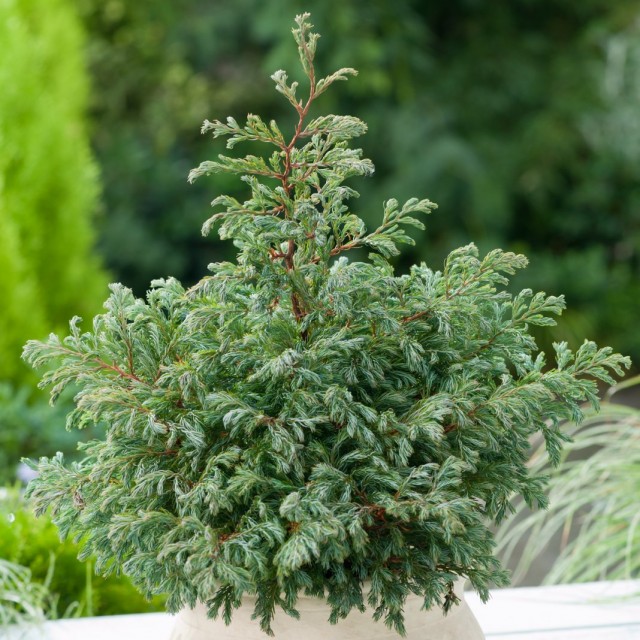 Кипарисовик горохоплодный (Chamaecyparis pisifera) Кипарисовик горохоплодный (Chamaecyparis pisifera)