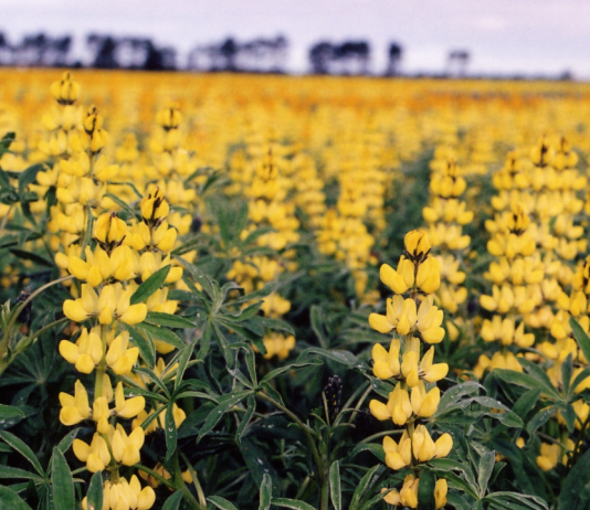 Поле, засеянное люпином жёлтым
