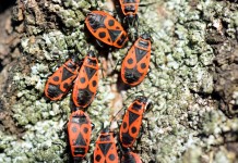 Клопы-солдатики, или красноклопы бескрылые, или козачки (Pyrrhocoris apterus)