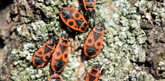 Клопы-солдатики, или красноклопы бескрылые, или козачки (Pyrrhocoris apterus)