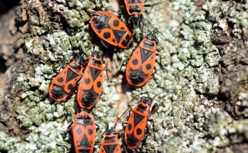 Клопы-солдатики, или красноклопы бескрылые, или козачки (Pyrrhocoris apterus)