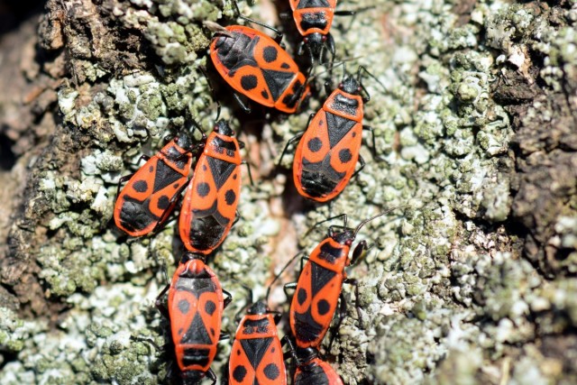 Клопы-солдатики, или красноклопы бескрылые, или козачки (Pyrrhocoris apterus) Клопы-солдатики, или красноклопы бескрылые, или козачки (Pyrrhocoris apterus)
