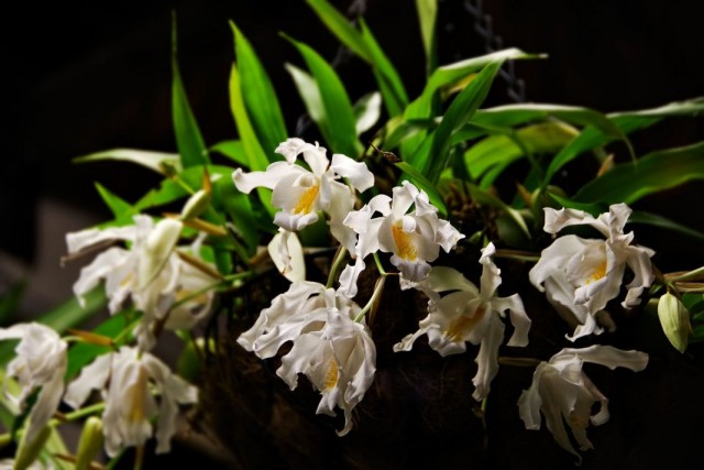 Целогина гребенчатая или Целогина кристата (Coelogyne cristata) Целогина гребенчатая или Целогина кристата (Coelogyne cristata)
