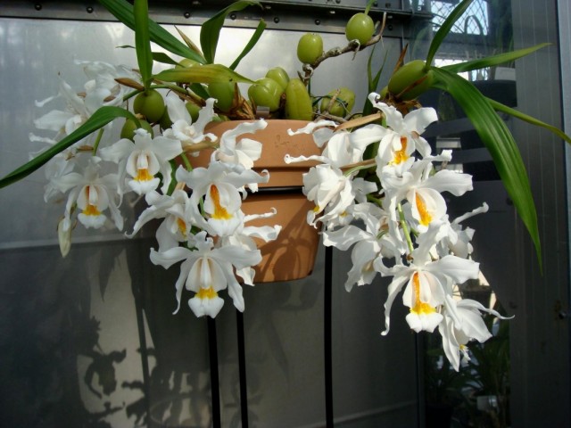Целогина гребенчатая или Целогина кристата (Coelogyne cristata) Целогина гребенчатая или Целогина кристата (Coelogyne cristata)