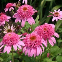 Эхинацея пурпурная (Echinacea purpurea) Эхинацея пурпурная (Echinacea purpurea)