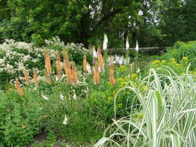 Эремурус сорта группы Руйтера «Клеопатра» (Eremurus Ruiter Hybrids 'Cleopatra') Эремурус сорта группы Руйтера «Клеопатра» (Eremurus Ruiter Hybrids 'Cleopatra')