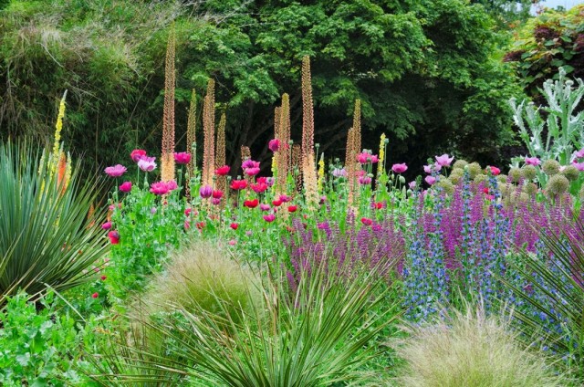 Эремурус Изабеллы «Спринг Вэлли Гибрид» (Eremurus x isabellinus 'Spring Valley Hybrids') Эремурус Изабеллы «Спринг Вэлли Гибрид» (Eremurus x isabellinus 'Spring Valley Hybrids')