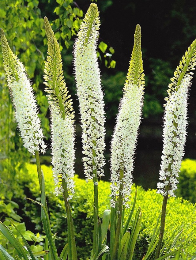   (Eremurus himalaicus)