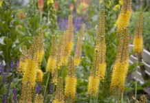 Эремурус, или Ширяш (Eremurus)