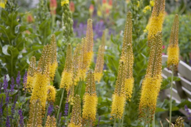 Эремурус, или Ширяш (Eremurus) Эремурус, или Ширяш (Eremurus)