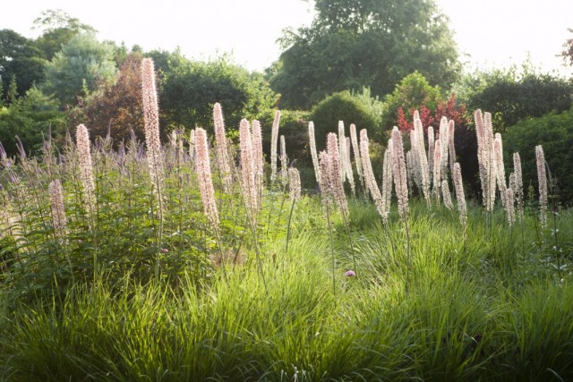 Эремурус Изабеллы «Романс» (Eremurus x isabellinus 'Romance') Эремурус Изабеллы «Романс» (Eremurus x isabellinus 'Romance')
