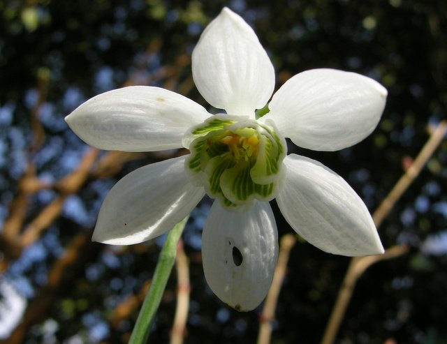 Galanthus-elewesii-Godfrey-Owen-1
