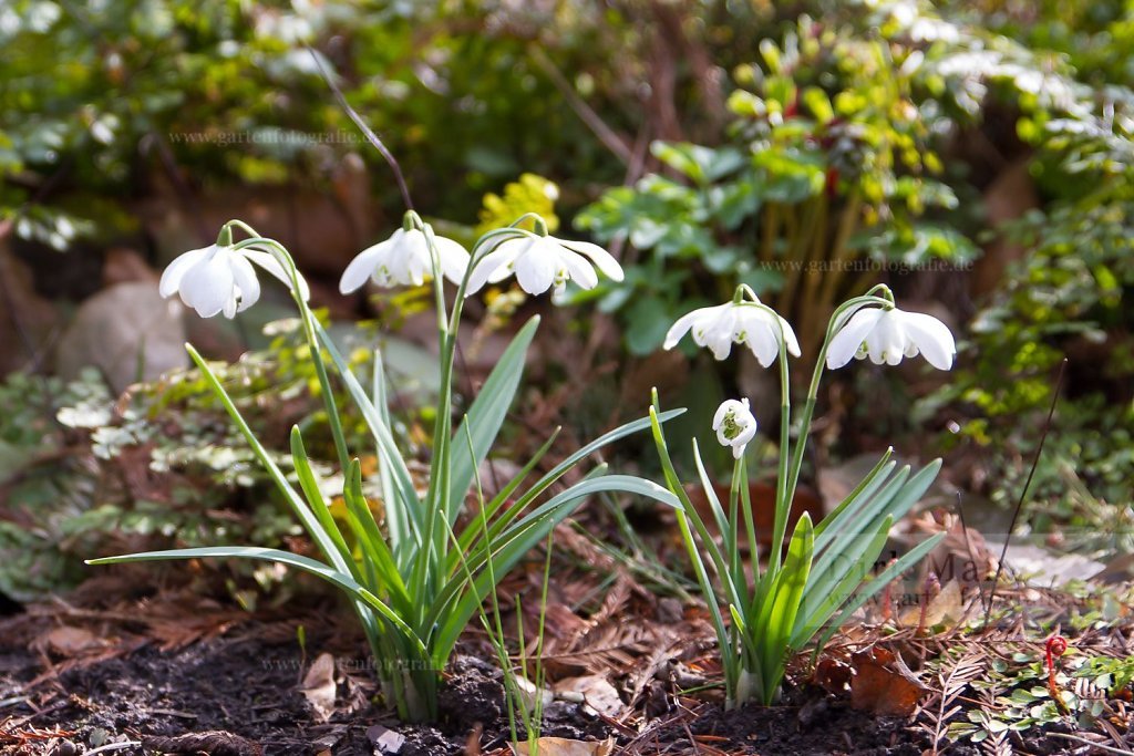 Galanthus-elewesii-Godfrey-Owen-2