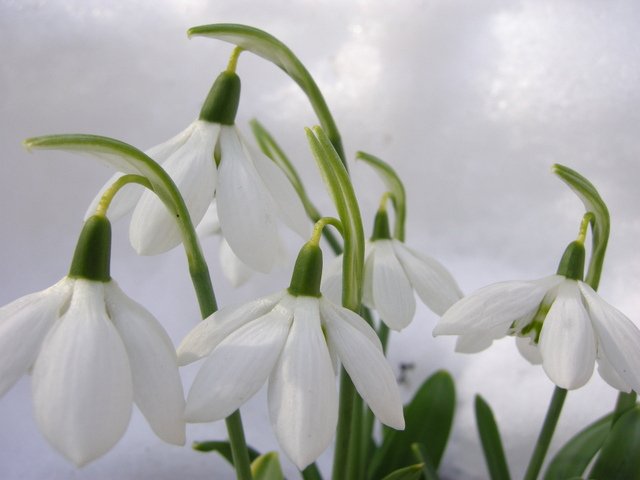 Galanthus-elewesii-Godfrey-Owen-3