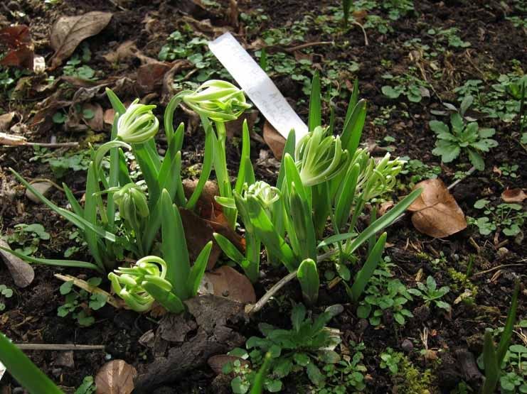 Galanthus-nivalis-Boyds-Double-01