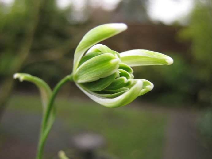 Galanthus-nivalis-Boyds-Double-02