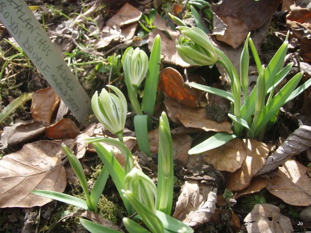 Galanthus-nivalis-Boyds-Double-03