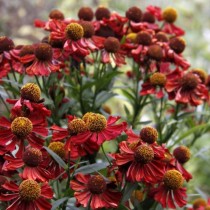 Гелениум (Helenium) Гелениум (Helenium)
