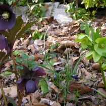 Морозник (Helleborus) Морозник (Helleborus)