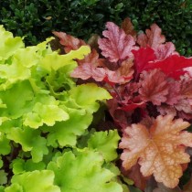 Гейхера (Heuchera) Гейхера (Heuchera)