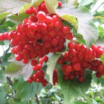 Калина сорт Шукшинская Калина сорт Шукшинская