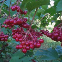 Калина сорт Ульгень Калина сорт Ульгень