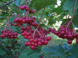 Калина сорт Ульгень Калина сорт Ульгень