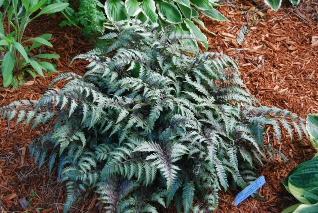 Кочедыжник ниппонский (Anisocampium niponicum, ранее Athyrium niponicum) Кочедыжник ниппонский (Anisocampium niponicum, ранее Athyrium niponicum)