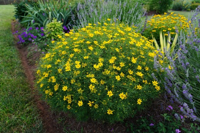 Кореопсис мутовчатый (Coreopsis verticillata) Кореопсис мутовчатый (Coreopsis verticillata)