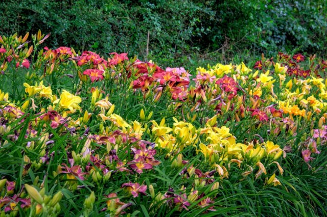 Лилейник (Hemerocallis) Лилейник (Hemerocallis)