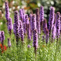 Лиатрис колосистая (Liatris spicata) Лиатрис колосистая (Liatris spicata)