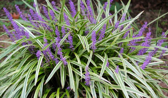 Лириопе мускари (Liriope muscari) Лириопе мускари (Liriope muscari)